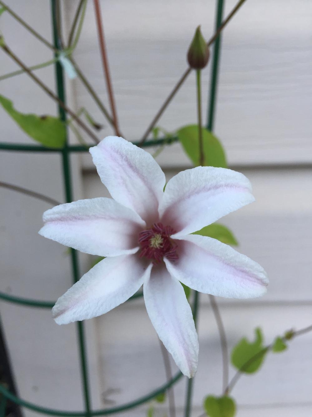 Photo of Clematis (Clematis texensis Princess Kate™) uploaded by SkirtGardener