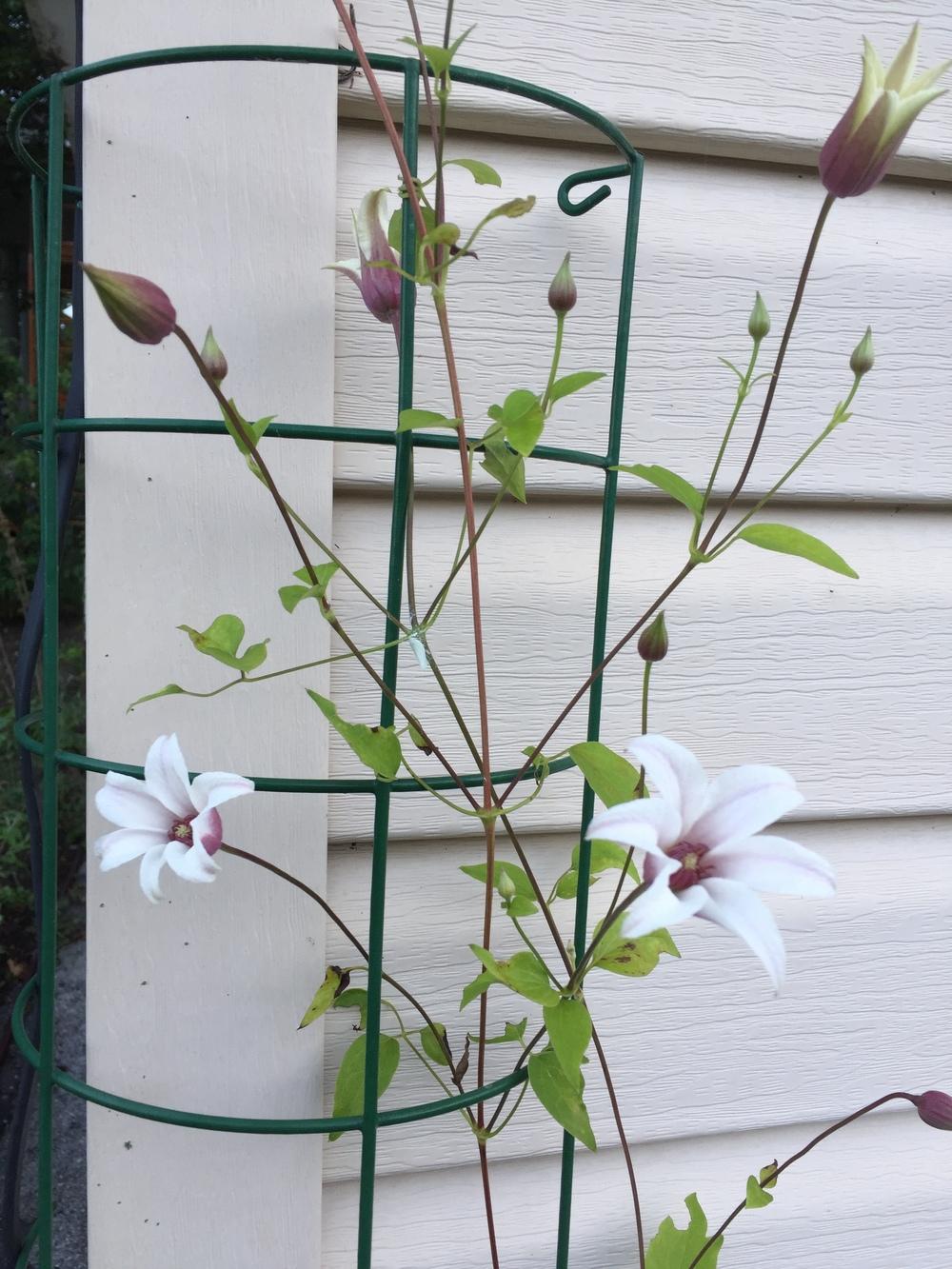 Photo of Clematis (Clematis texensis Princess Kate™) uploaded by SkirtGardener