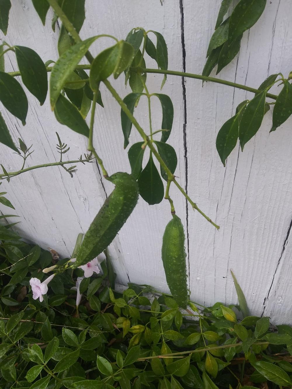 Photo of Bower Vine (Pandorea jasminoides) uploaded by plantlover4