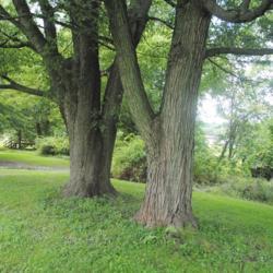 Location: Thorndale, Pennsylvania
Date: 2020-08-17
two trunks with bark looking a little bit different on each