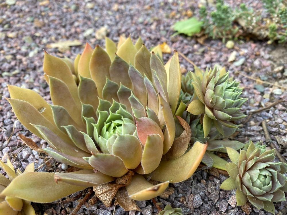 Photo of Hen and Chicks (Sempervivum 'Lady Kelly') uploaded by JesseInCT