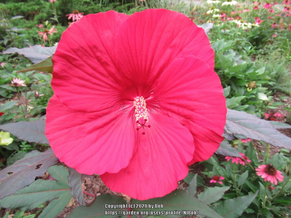 Photo of Hybrid Hardy Hibiscus (Hibiscus 'Midnight Marvel') uploaded by NJBob
