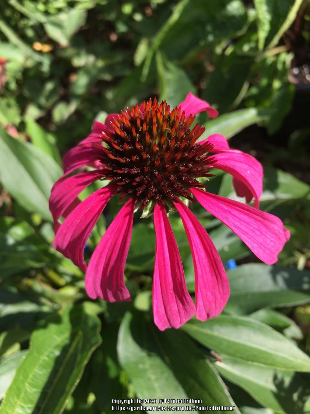 Photo of Coneflower (Echinacea Butterfly™ Purple Emperor) uploaded by Paintedtrillium