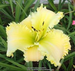 Thumb of 2020-08-18/daylilly99/3c42f7