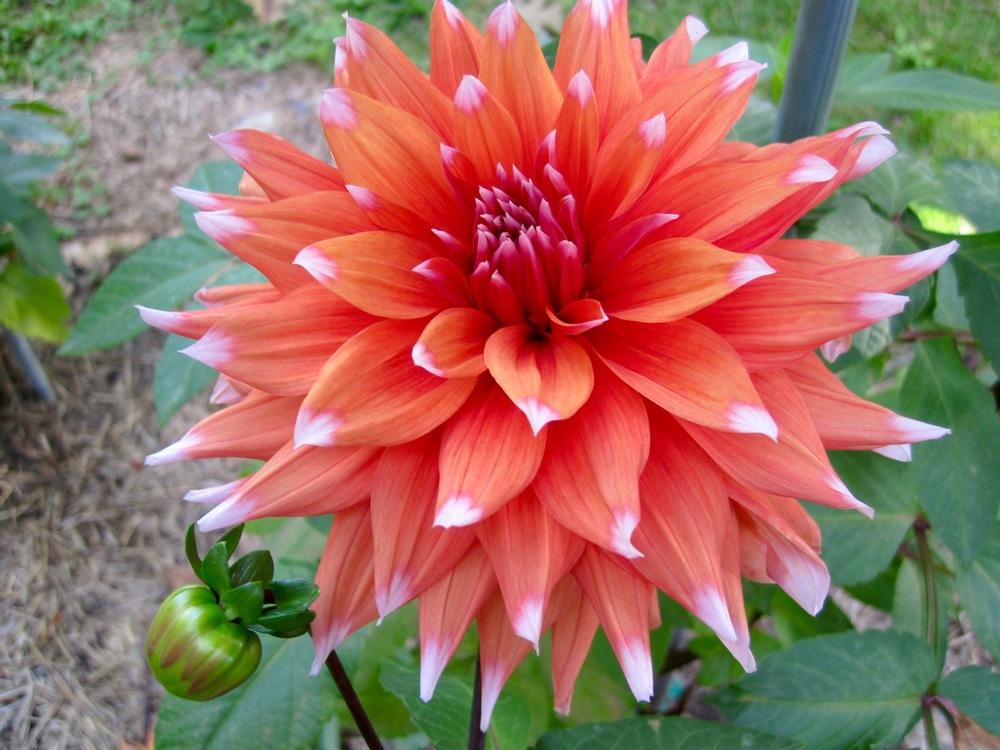 Photo of Dahlia 'Color Spectacle' uploaded by psudan