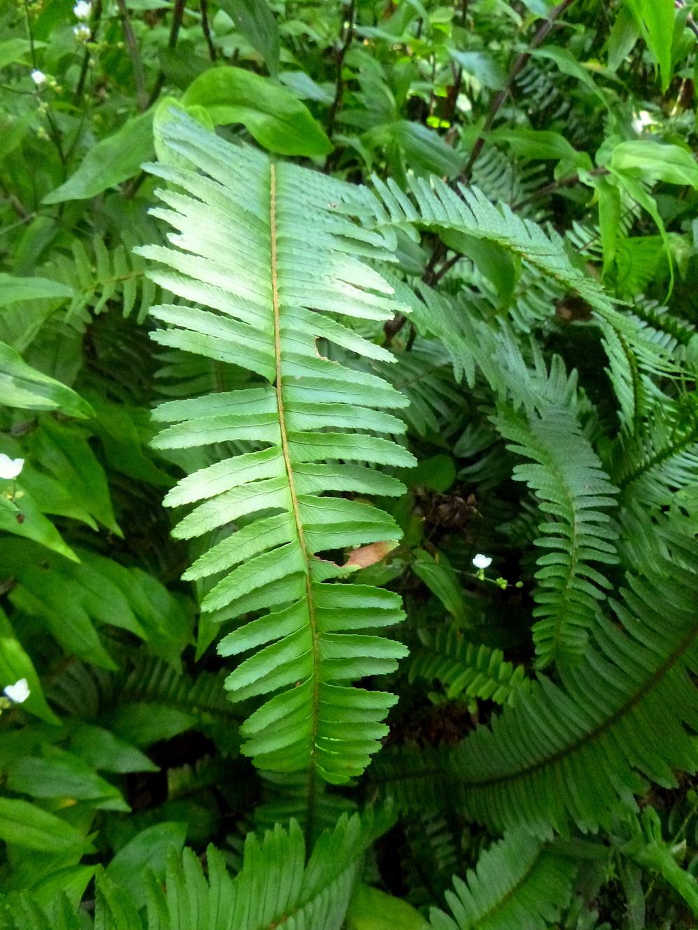 Photo of Southern Sword Fern (Nephrolepis cordifolia) uploaded by scvirginia