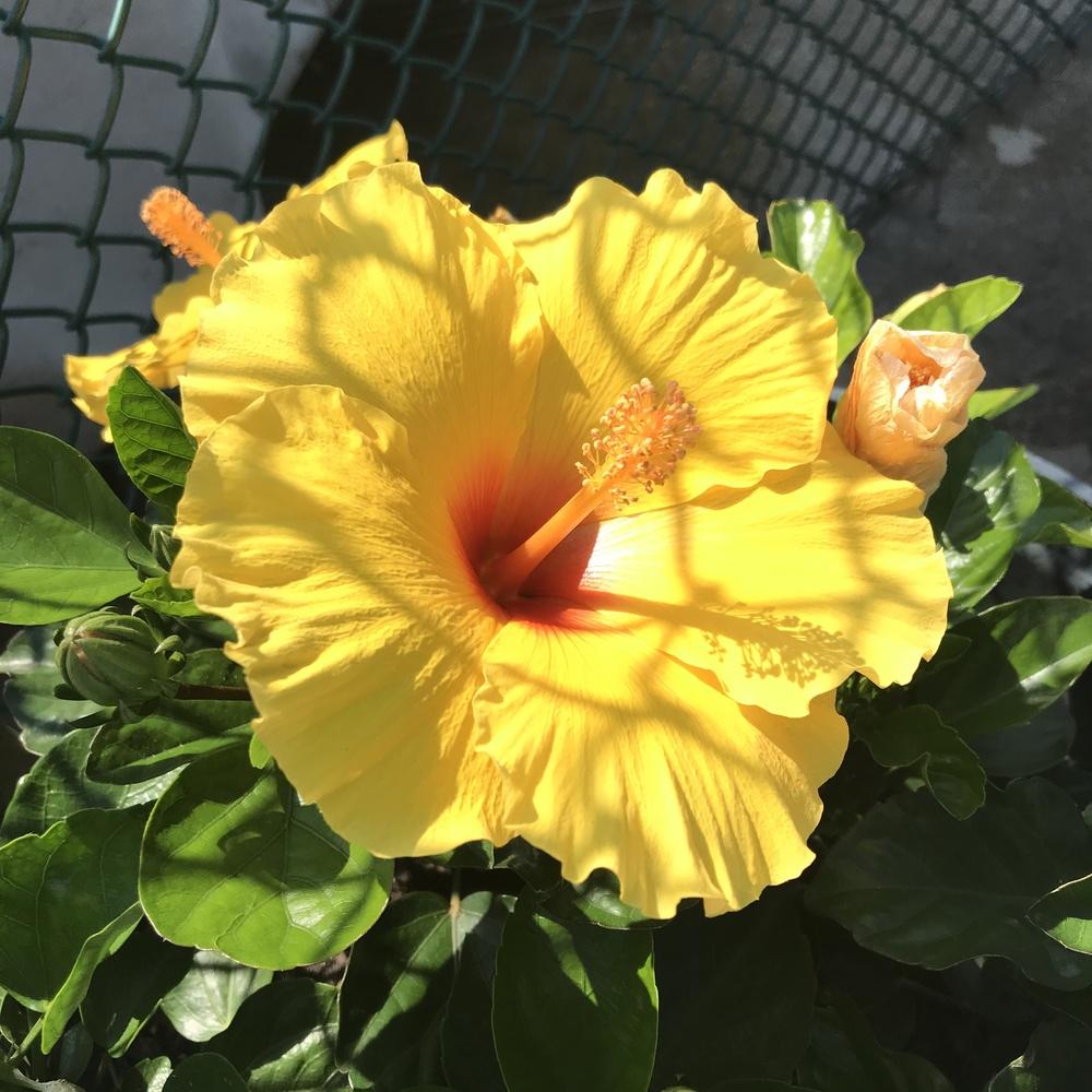 Photo of Hibiscus uploaded by Araceae