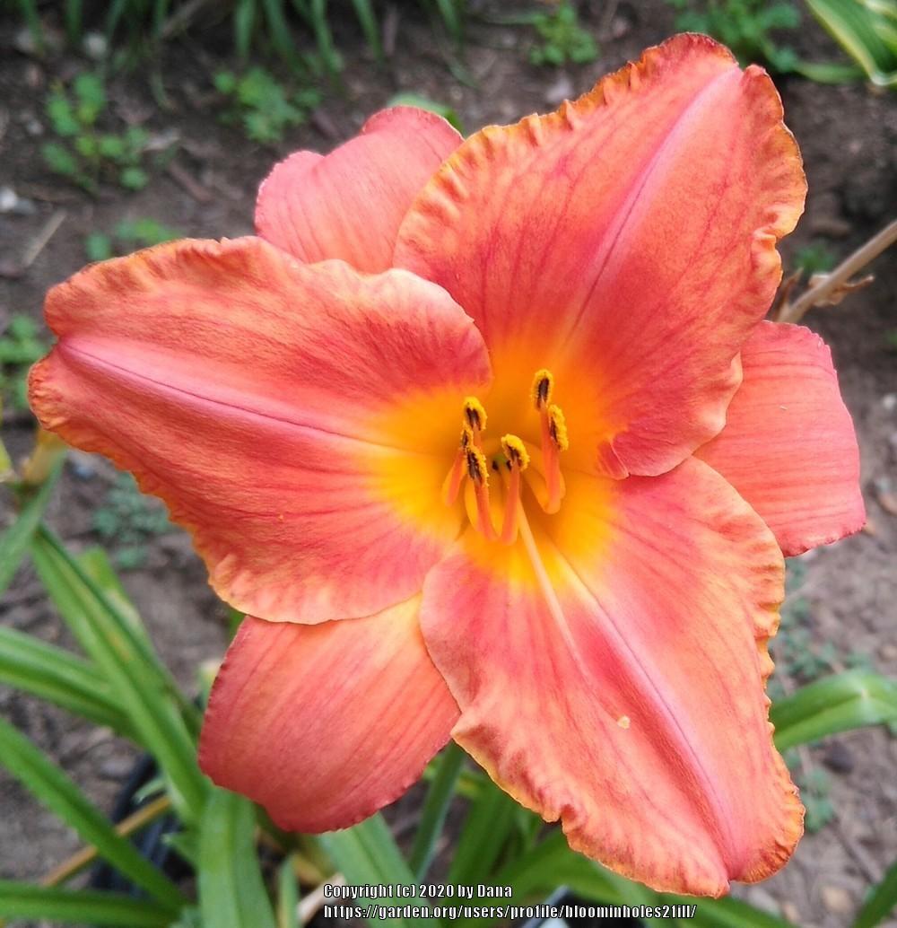 Photo of Daylily (Hemerocallis 'South Seas') uploaded by bloominholes2fill
