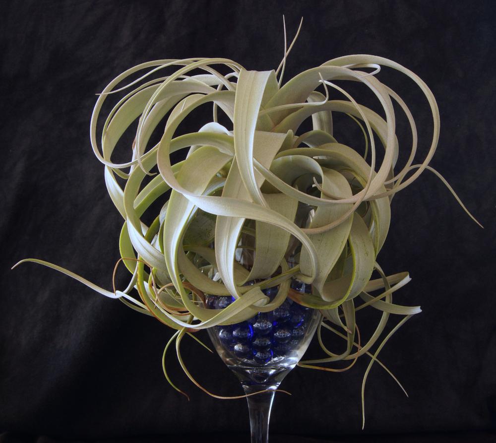 Photo of Air Plant (Tillandsia xerographica) uploaded by elgecko