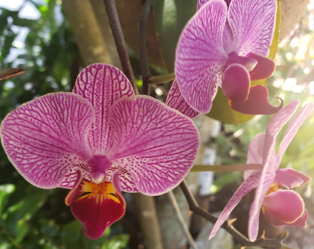 Photo of Moth Orchid (Phalaenopsis) uploaded by CBJoyce