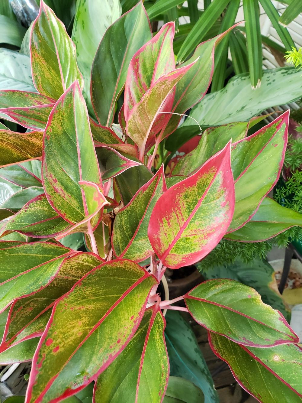 Photo of Chinese Evergreen (Aglaonema 'Red Gold') uploaded by CBJoyce