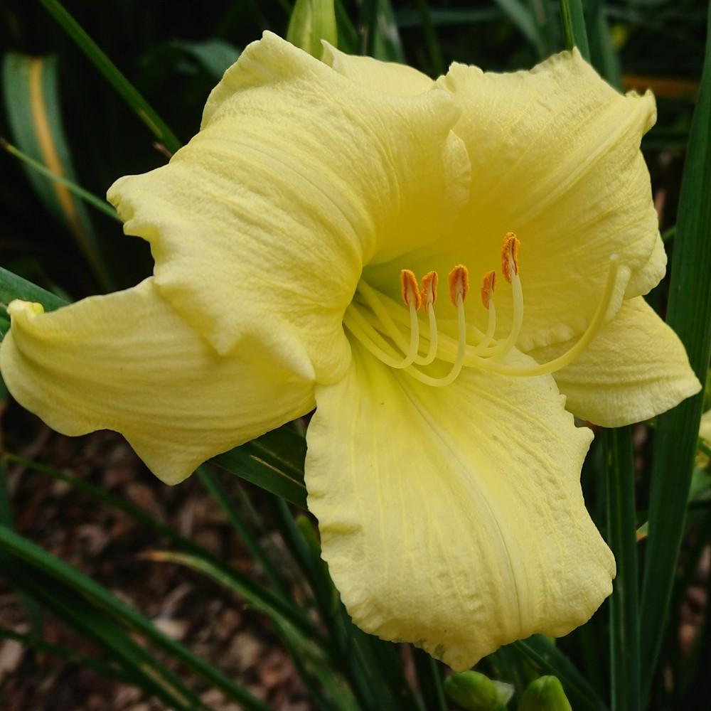Photo of Daylily (Hemerocallis 'Arctic Snow') uploaded by D3LL