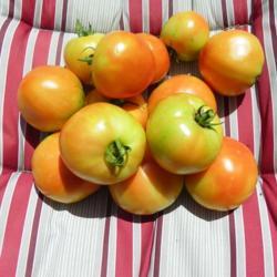 Location: Long Island, NY 
Date: 2020-08-12
tomatoes