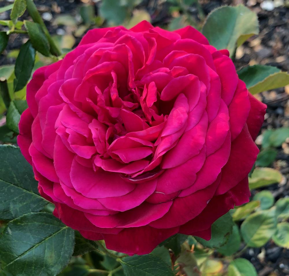 Photo of English Shrub Rose (Rosa 'The Prince') uploaded by AnnKNCalif