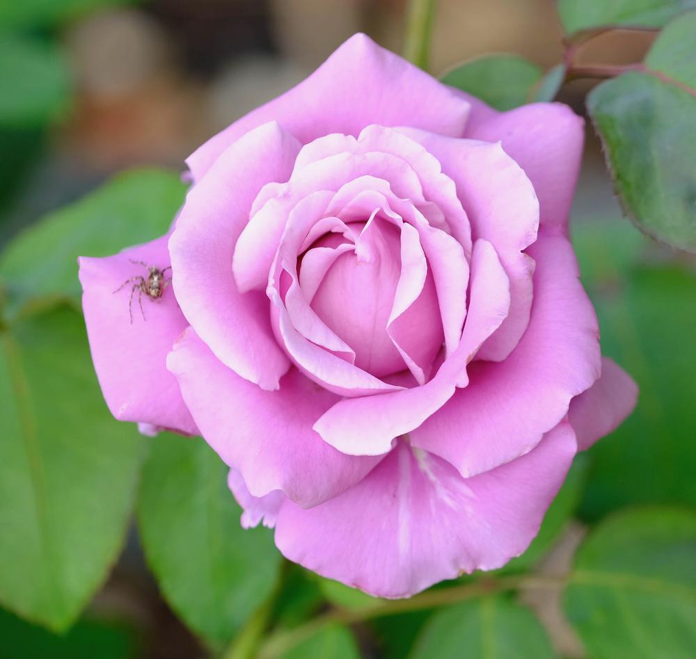 Photo of Rose (Rosa 'Charles de Gaulle') uploaded by AnnKNCalif