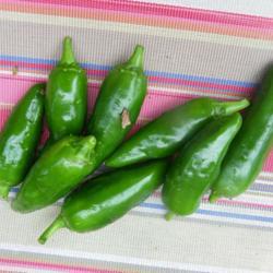 Location: Long Island, NY 
Date: early summer
green peppers