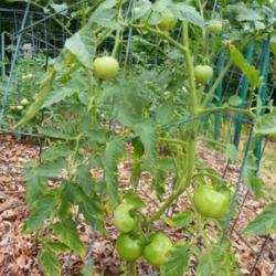 Location: Long Island, NY 
Date: early summer
plant with green tomatoes