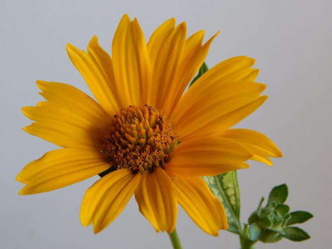 Photo of False Sunflower (Heliopsis helianthoides var. scabra Loraine Sunshine) uploaded by jathton