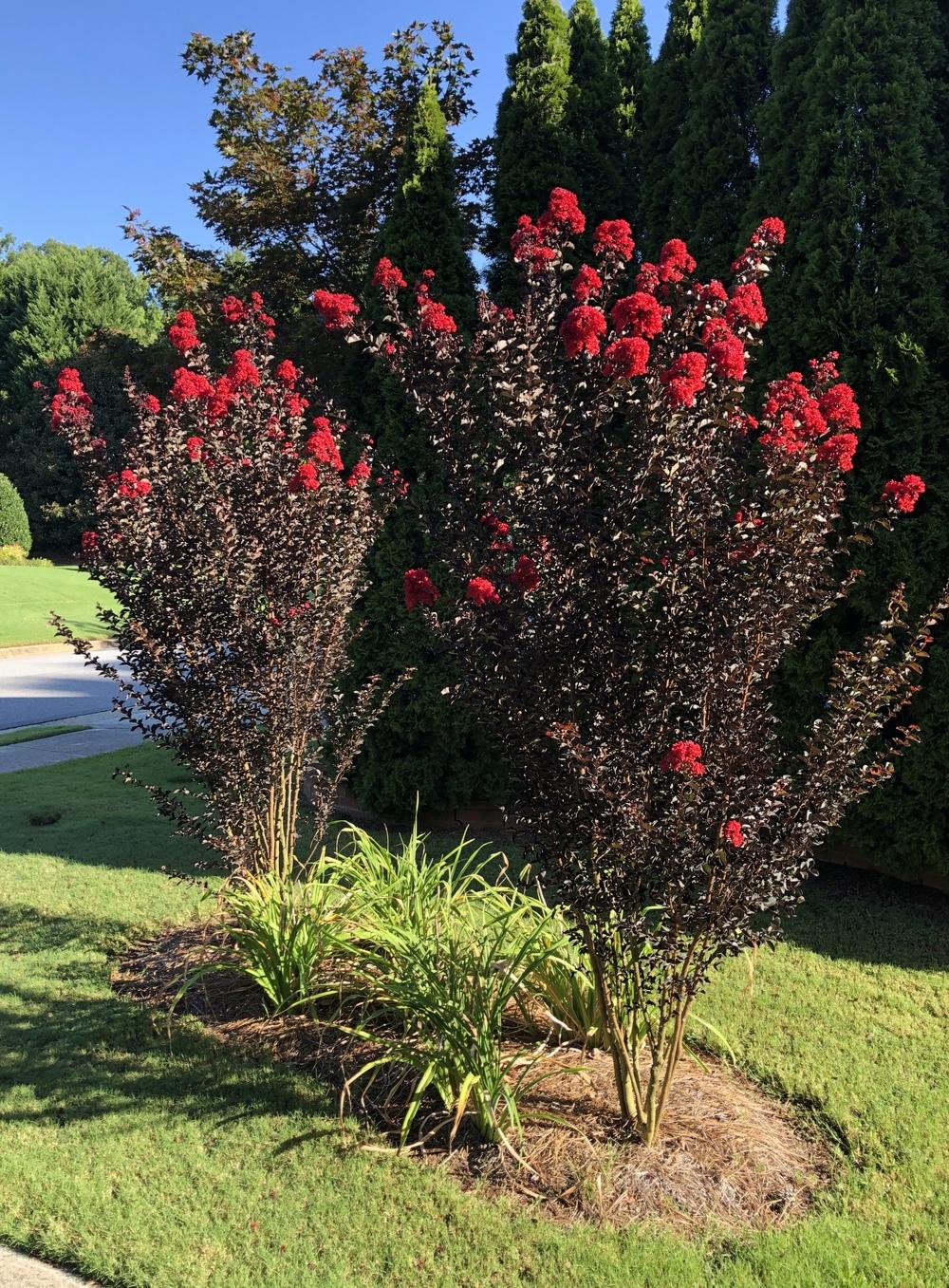 Photo of Crepe Myrtle (Lagerstroemia 'Ebony Fire') uploaded by willhrub7
