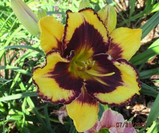 Photo of Daylily (Hemerocallis 'Magnify the Lord') uploaded by Raven