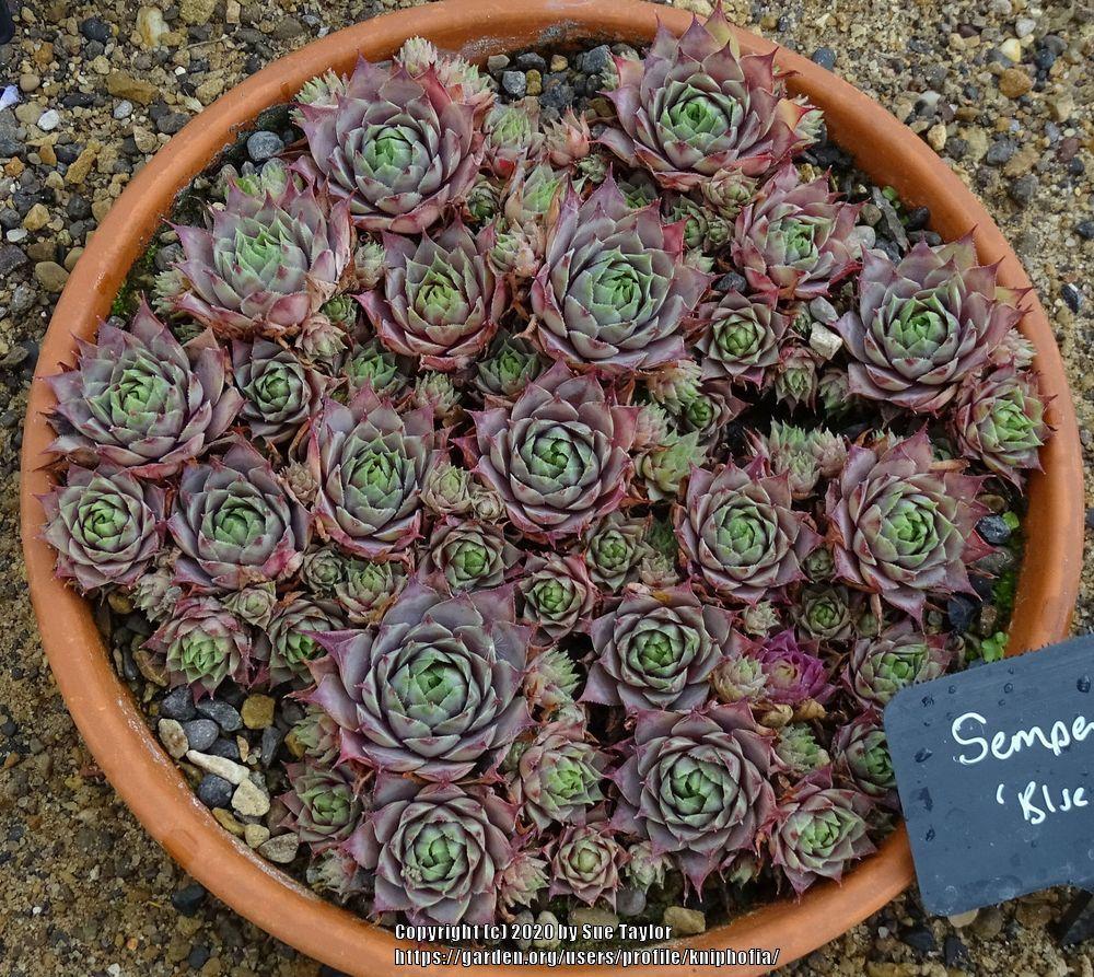 Photo of Hen and Chicks (Sempervivum 'Blue Boy') uploaded by kniphofia
