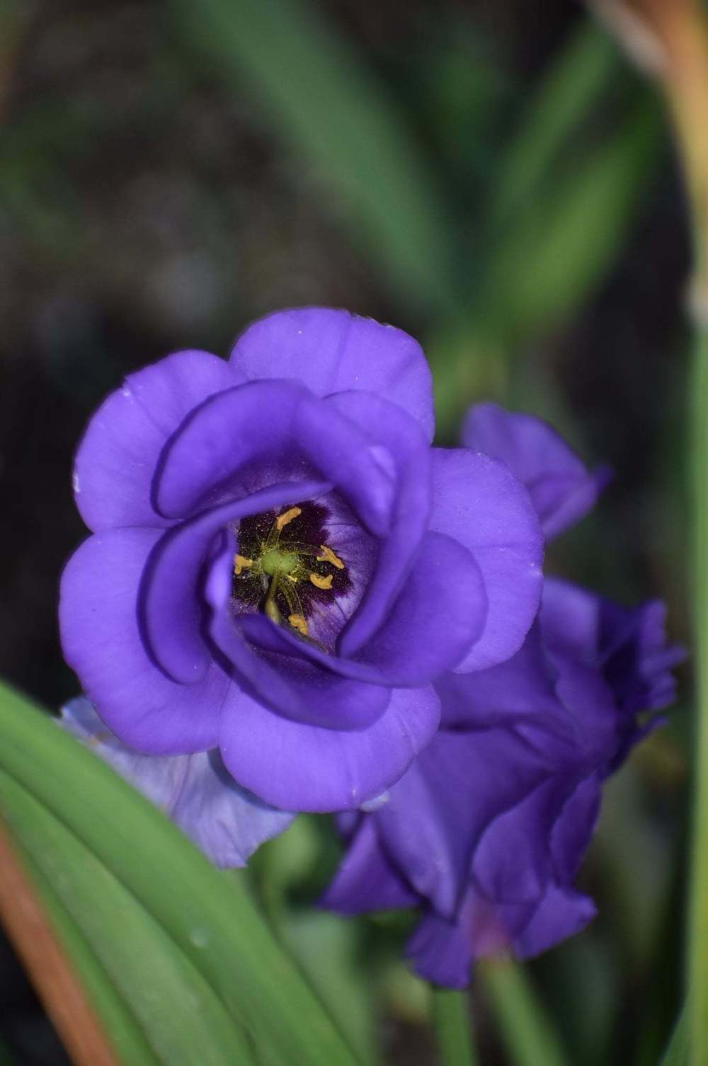 Photo of Texas Bluebell (Eustoma russellianum) uploaded by pixie62560