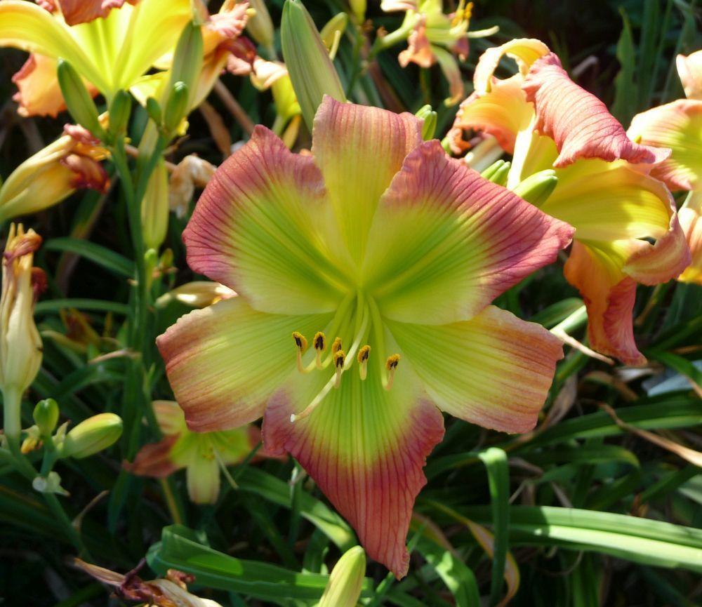 Photo of Daylily (Hemerocallis 'Search for Green Pastures') uploaded by twixanddud