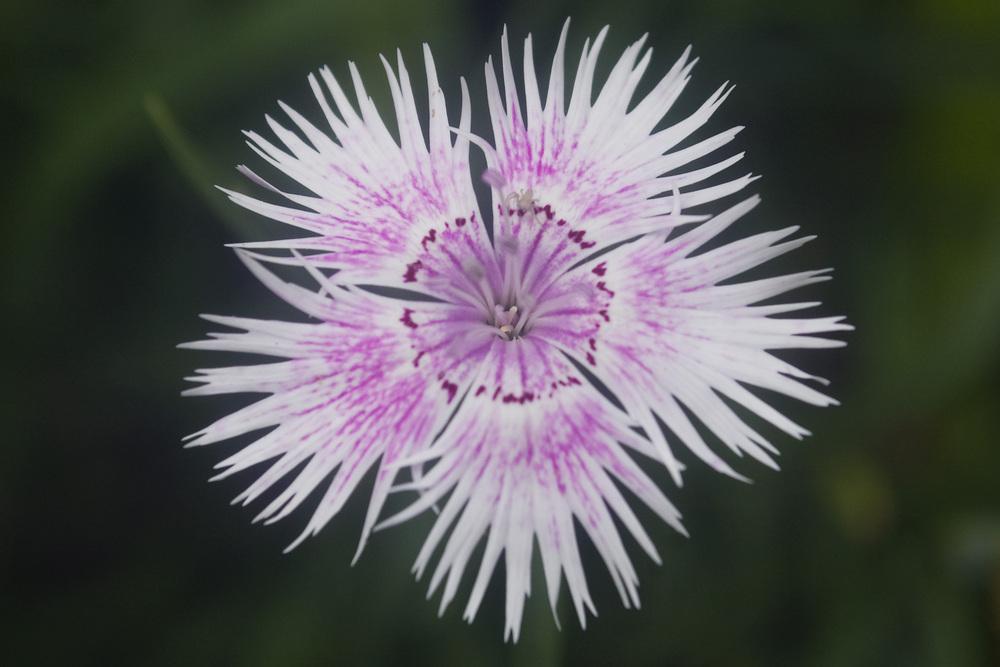 Photo of Dianthus uploaded by AudreyDee