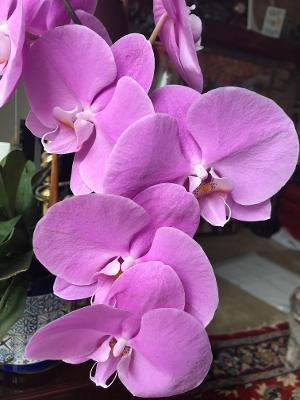 Photo of Moth Orchid (Phalaenopsis) uploaded by cwhitt