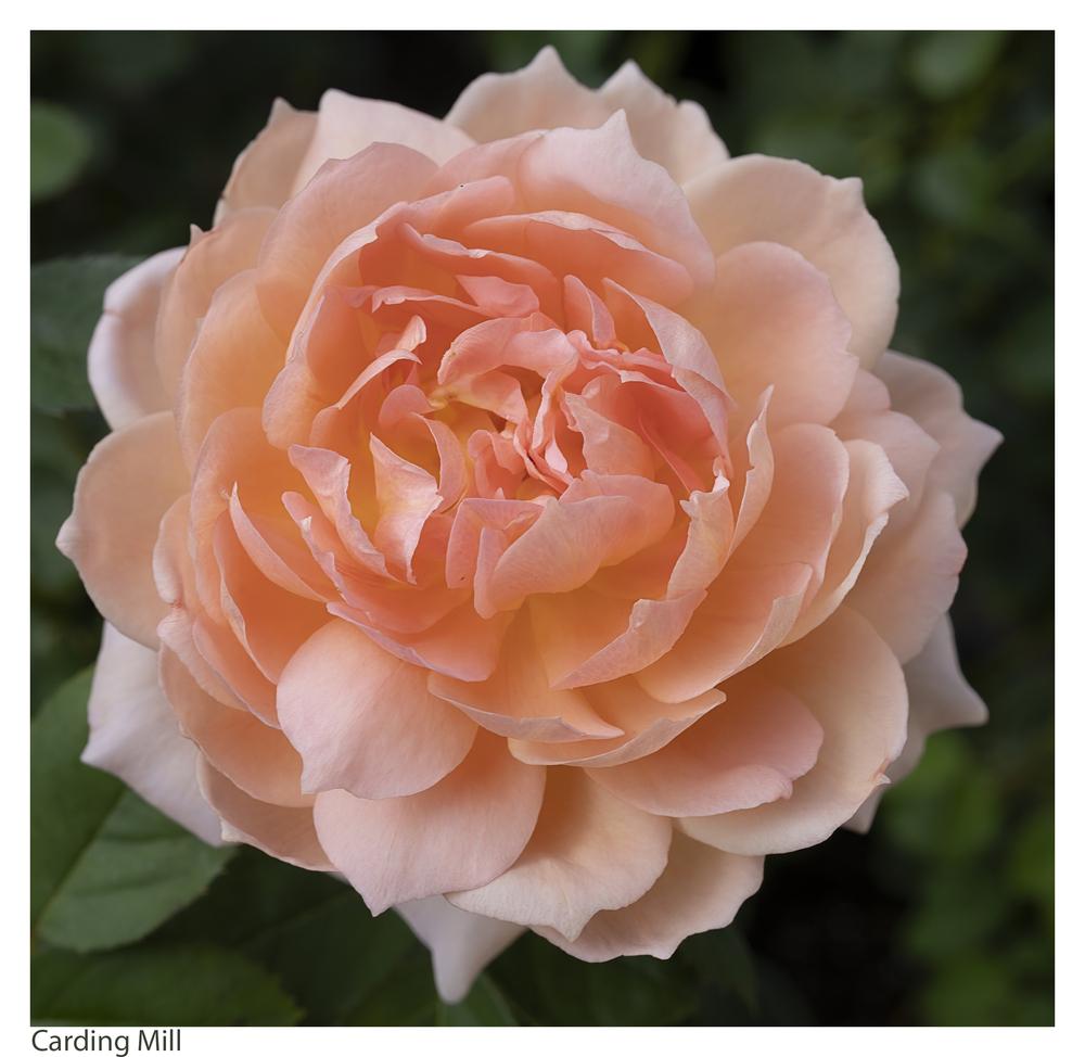 Photo of Rose (Rosa 'Carding Mill') uploaded by kohala