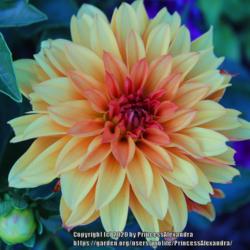 Location: Ashton Gardens
Date: 17/8/2020
A nice bloom of a Dahlia