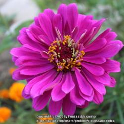 Location: Ashton Gardens
Date: 2020-08-17
A purple bloom from a zinnia