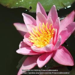 Location: Ashton Gardens
Date: 2020-06-22
A pink water lily