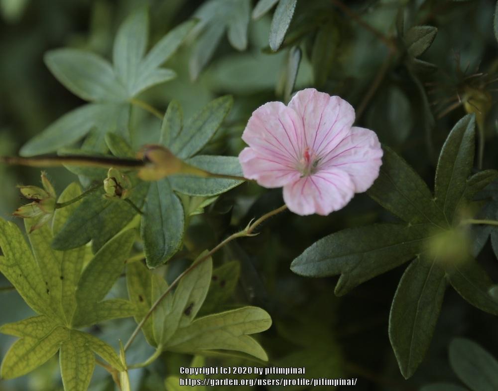 Photo of Hardy Geranium (Geranium sanguineum) uploaded by pitimpinai