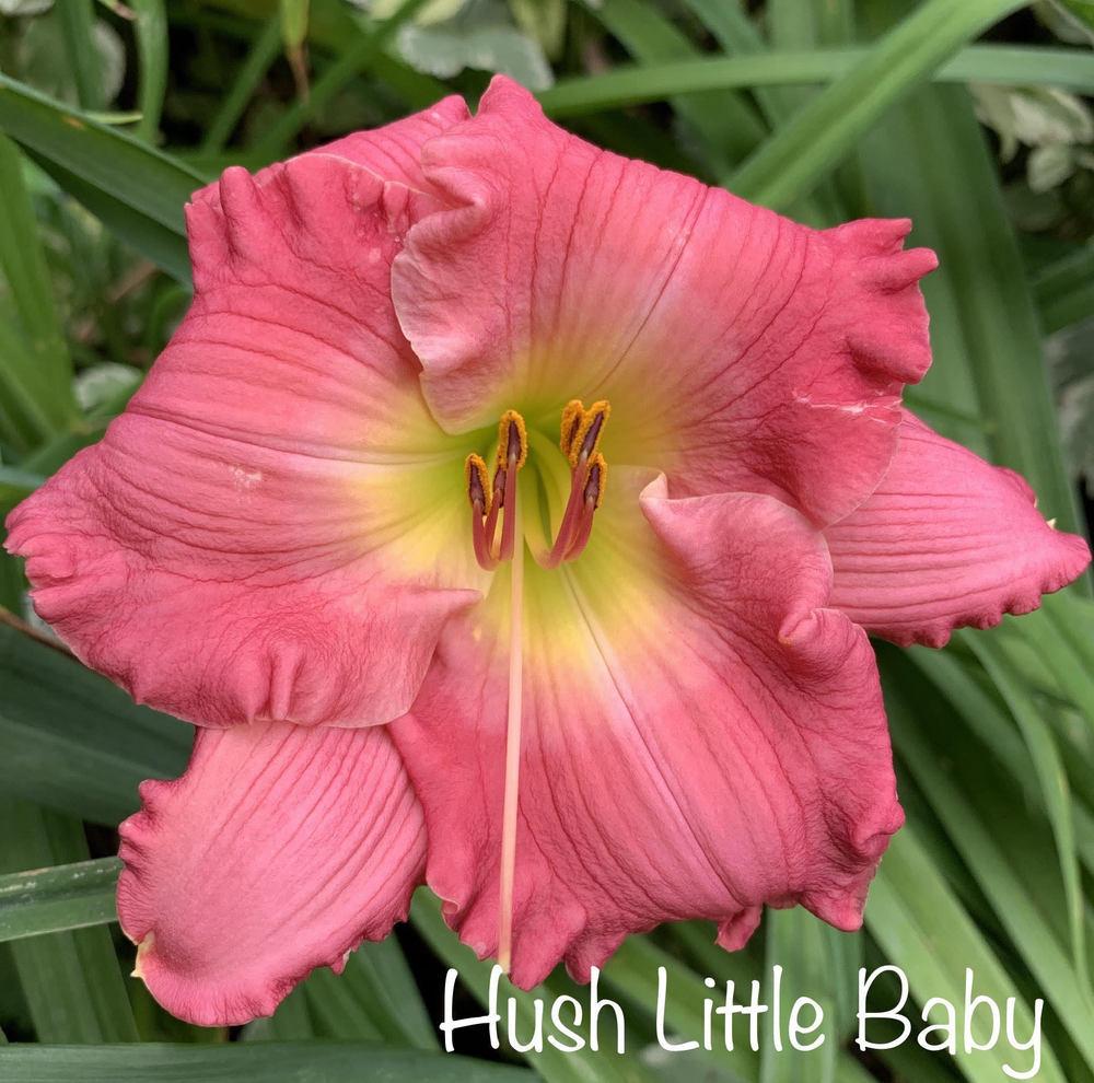 Photo of Daylily (Hemerocallis 'Hush Little Baby') uploaded by tinahartman64