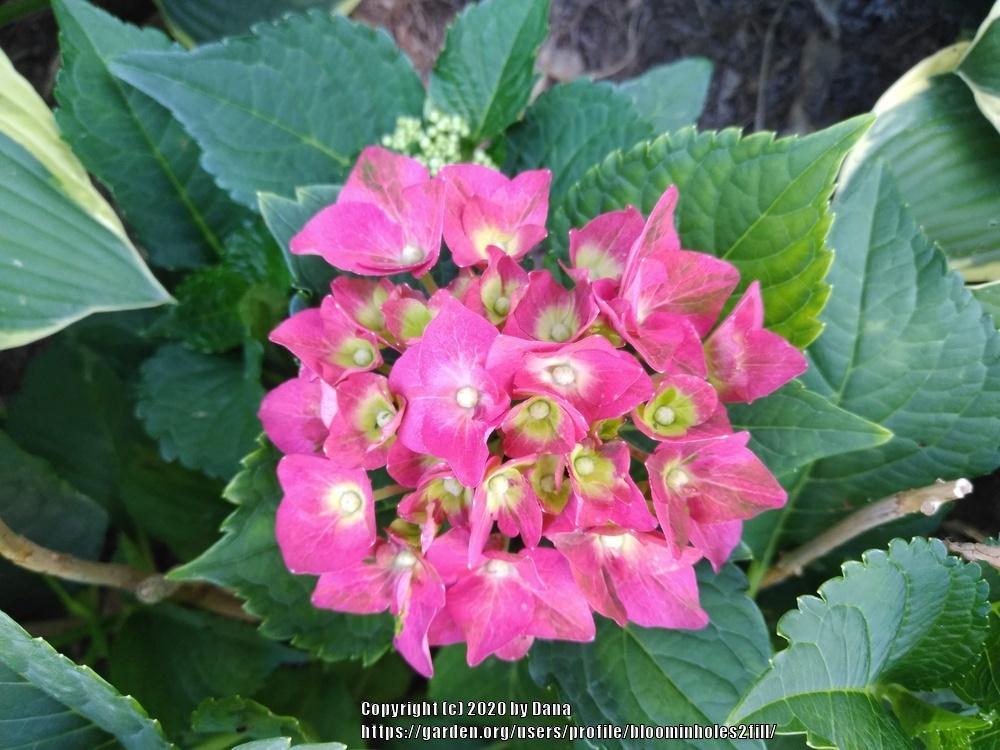 Photo of Hydrangea (Hydrangea macrophylla Cityline™  Paris) uploaded by bloominholes2fill