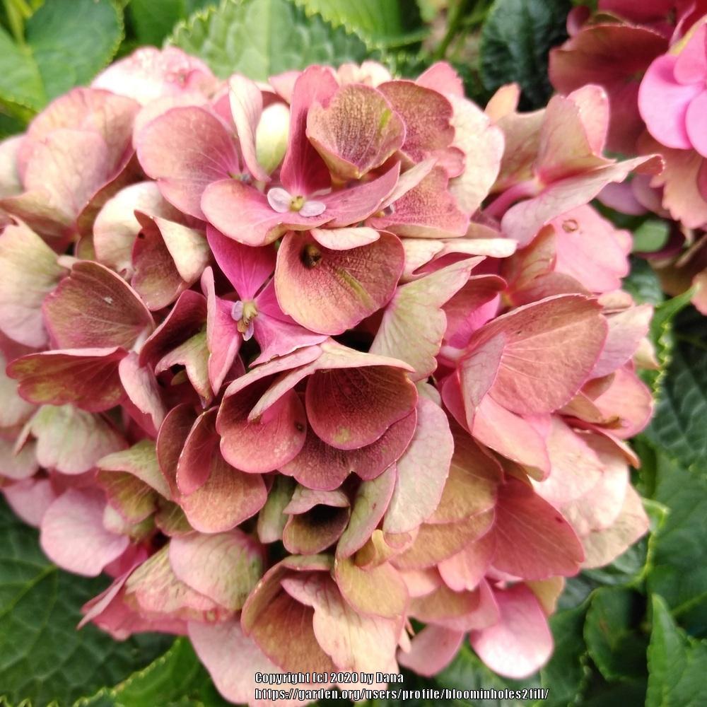 Photo of Hydrangea (Hydrangea macrophylla Cityline™  Paris) uploaded by bloominholes2fill