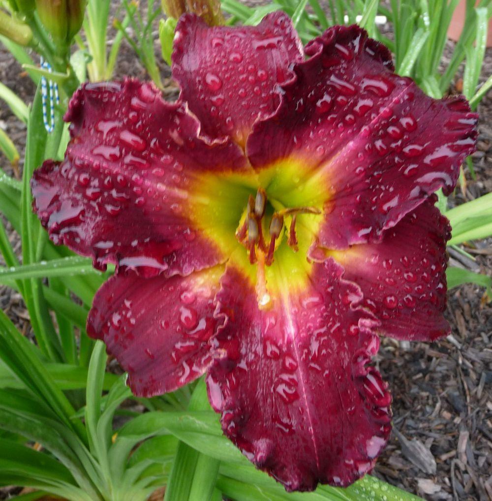 Photo of Daylily (Hemerocallis 'Love in a Vacuum') uploaded by twixanddud