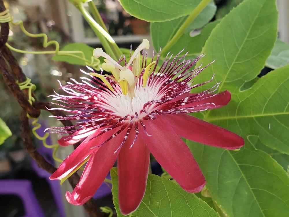 Photo of Passion Flower (Passiflora 'Pura Vida') uploaded by CBJoyce