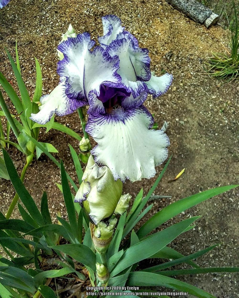 Photo of Border Bearded Iris (Iris 'Orinoco Flow') uploaded by evelyninthegarden