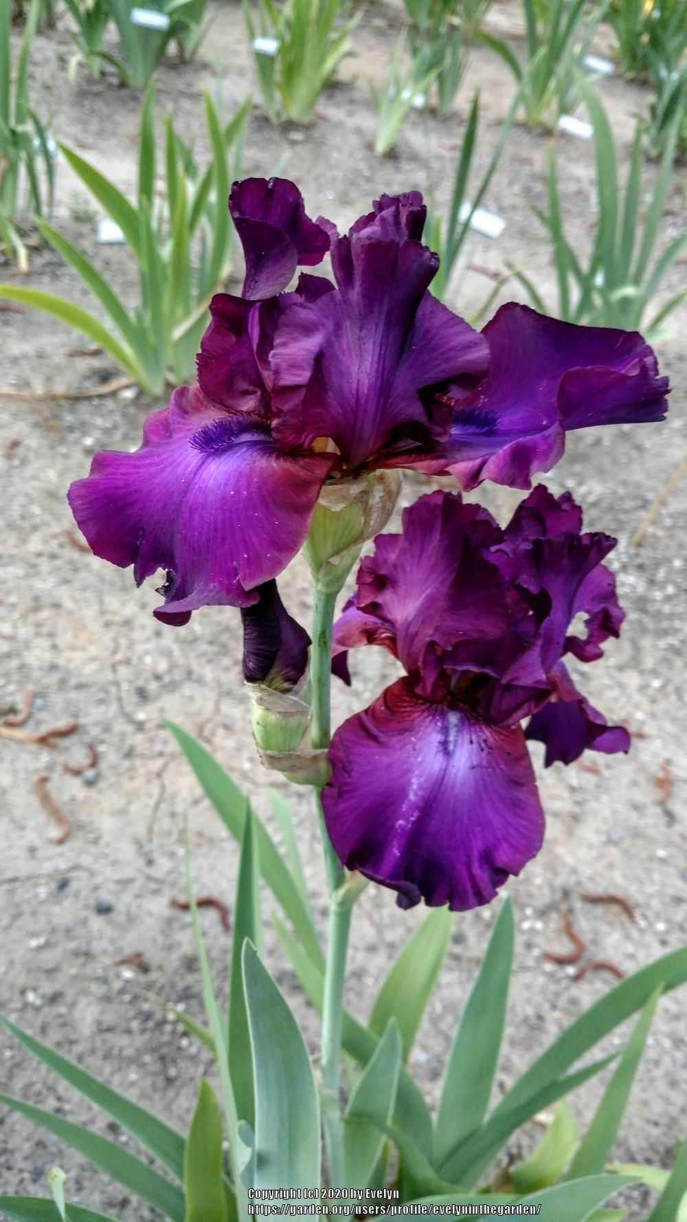 Photo of Tall Bearded Iris (Iris 'Gypsy Romance') uploaded by evelyninthegarden