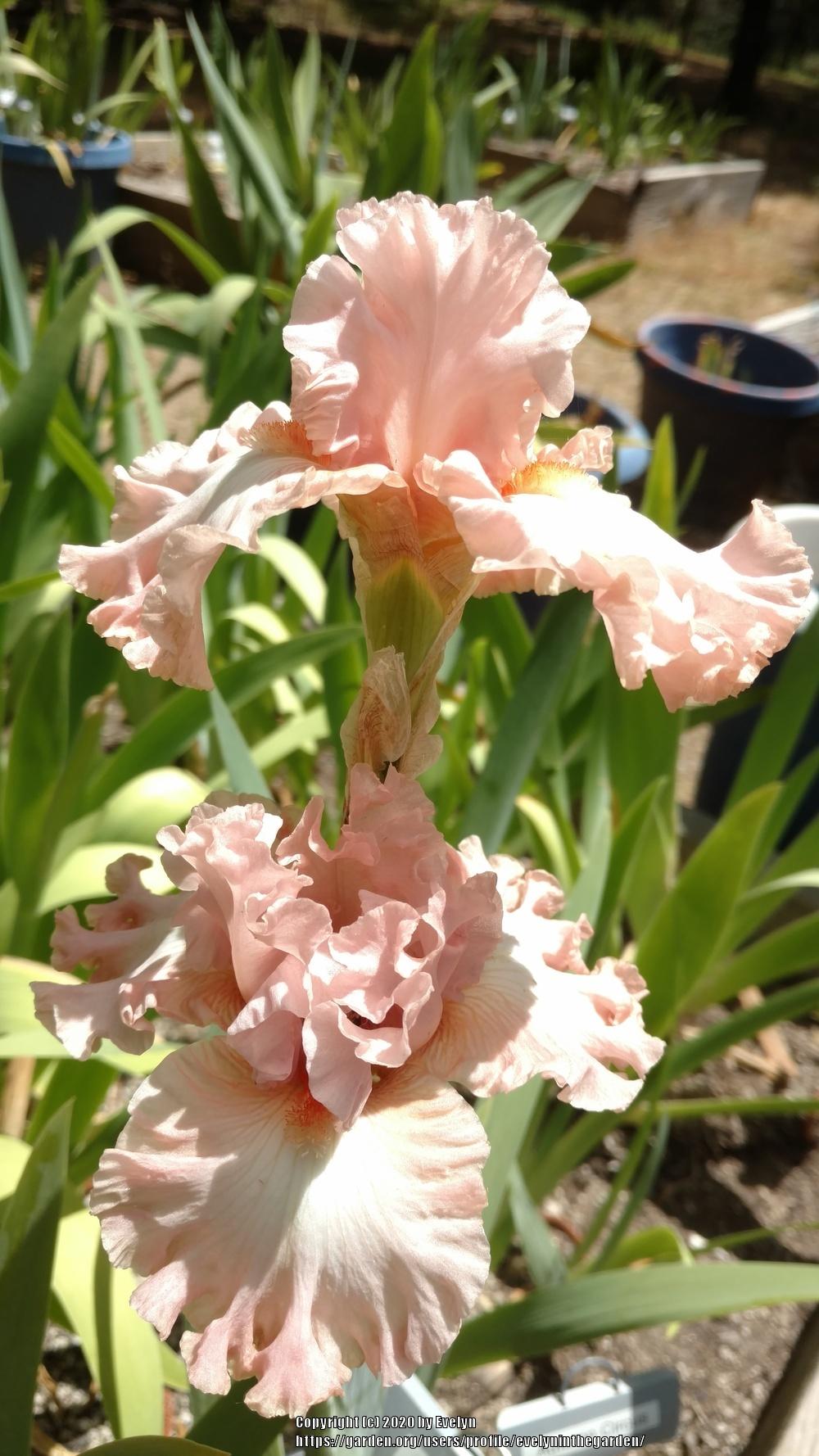 Photo of Tall Bearded Iris (Iris 'Pretty Kitty') uploaded by evelyninthegarden
