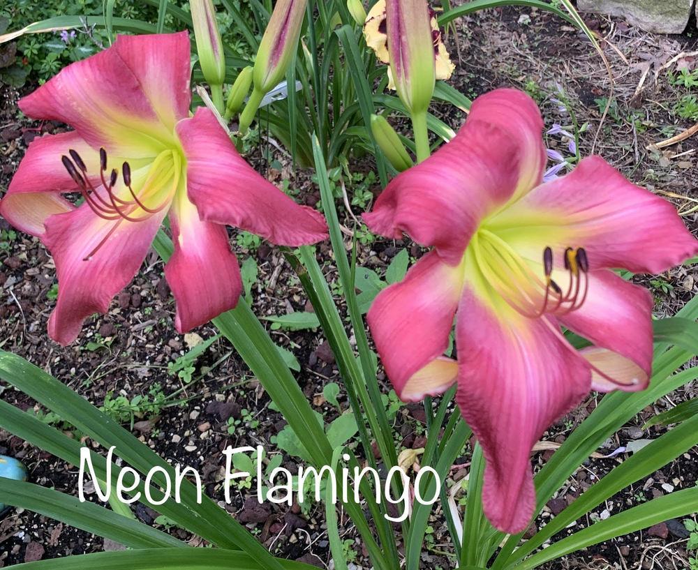 Photo of Daylily (Hemerocallis 'Neon Flamingo') uploaded by tinahartman64