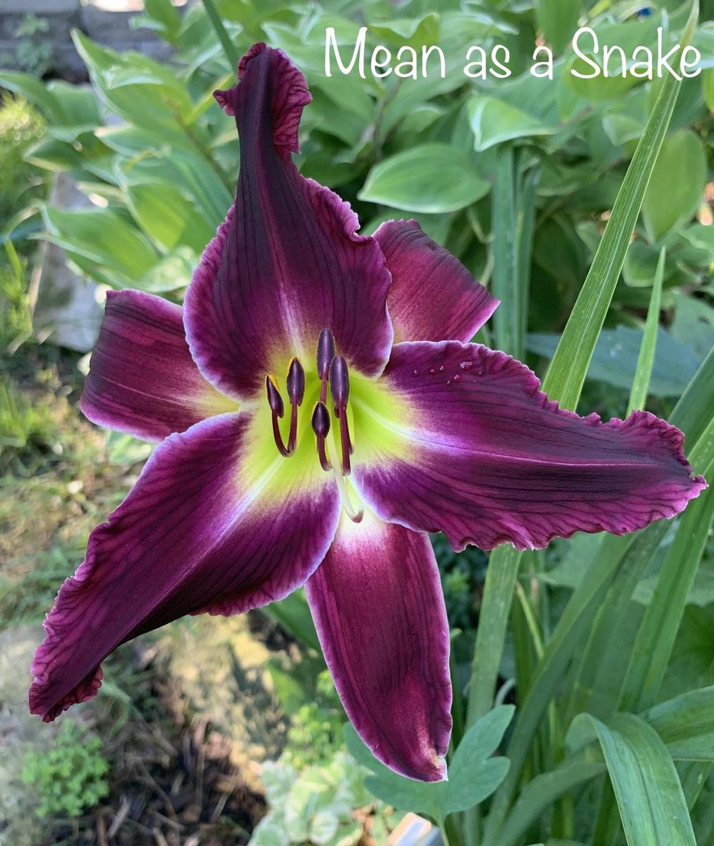 Photo of Daylily (Hemerocallis 'Mean as a Snake') uploaded by tinahartman64