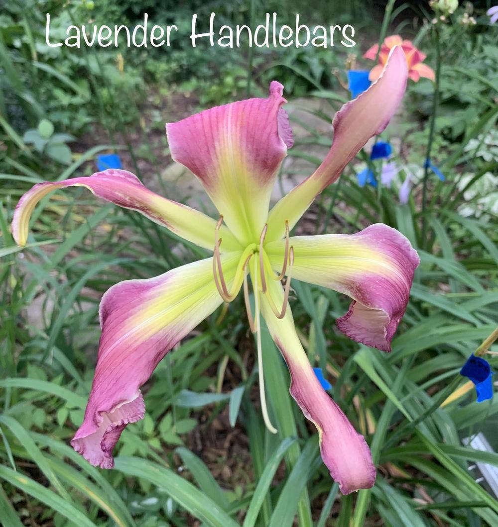 Photo of Daylily (Hemerocallis 'Lavender Handlebars') uploaded by tinahartman64