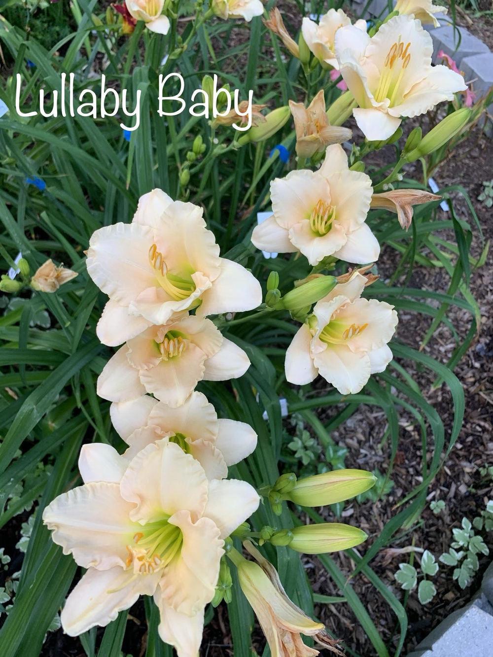 Photo of Daylily (Hemerocallis 'Lullaby Baby') uploaded by tinahartman64