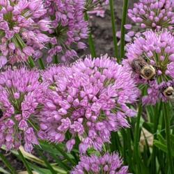 Location: Photo by Carol Bacskai; zone 5b, Yorkville, IL
Date: 2020-08-17
Bees can't get enough of the Millenium Allium <3