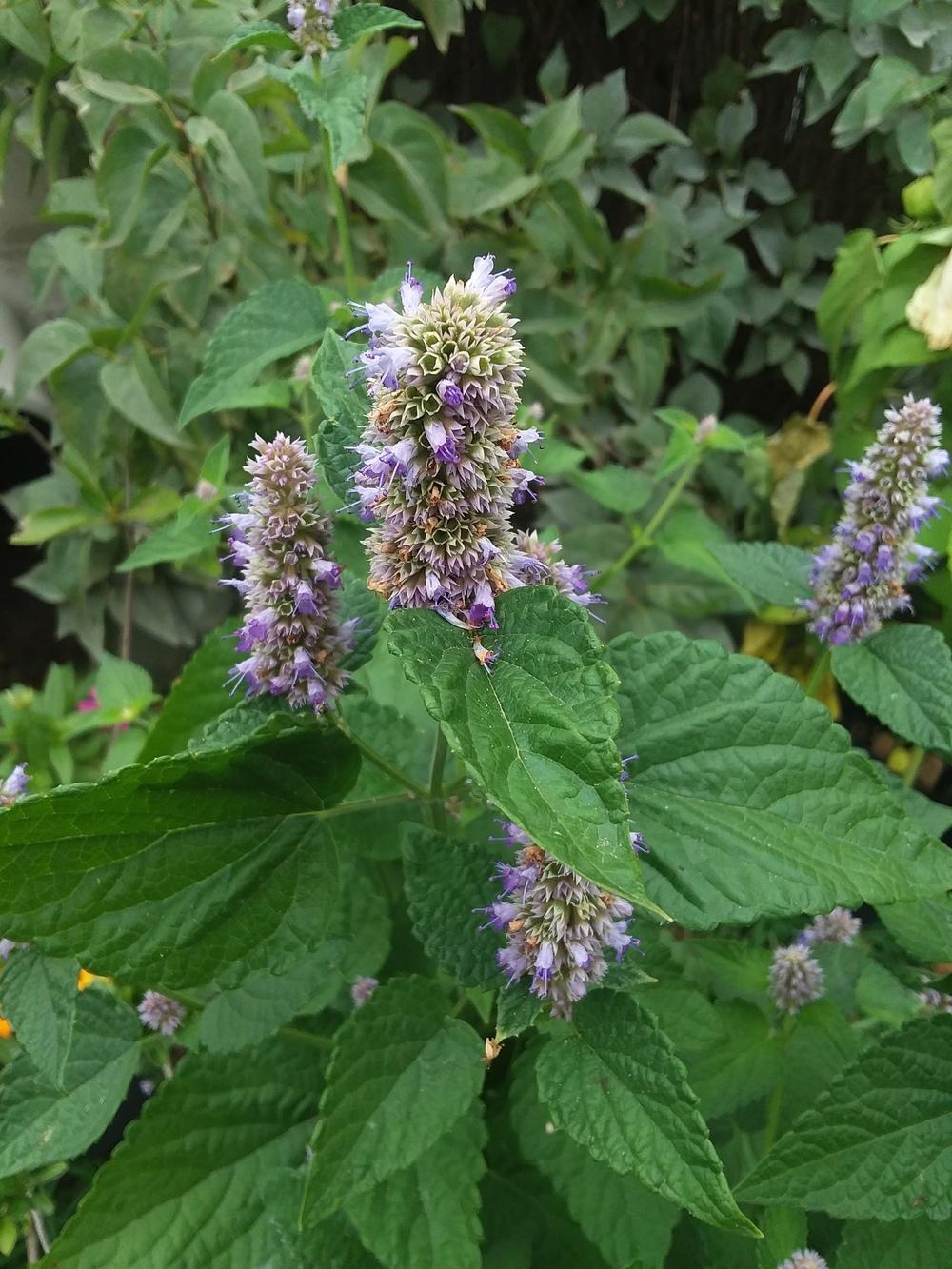 Photo of Anise Hyssop (Agastache foeniculum) uploaded by RoseA32