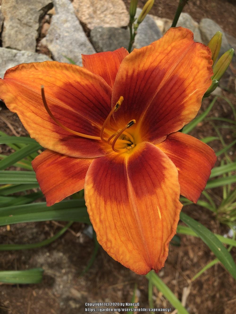 Photo of Daylily (Hemerocallis 'Outrageous') uploaded by capenancy