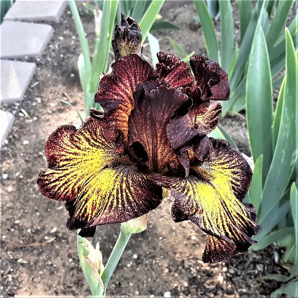 Photo of Tall Bearded Iris (Iris 'Tuscan Summer') uploaded by Bitoftrouble